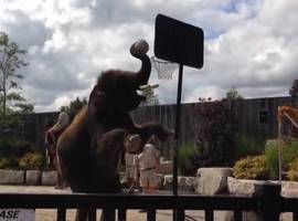 Amazing Elephant Dunks Basketball (Video)